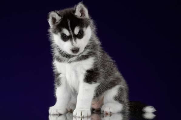 Щенки Сибирский хаски в Санкт-Петербурге фото 8