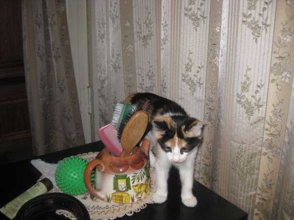 Отдам котенка в Челябинске фото 4
