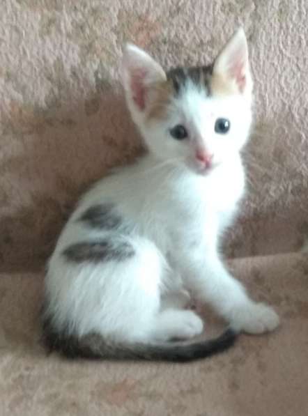 Прелестный котёночек (мальчик) ищет заботливую семью в Ростове-на-Дону фото 10