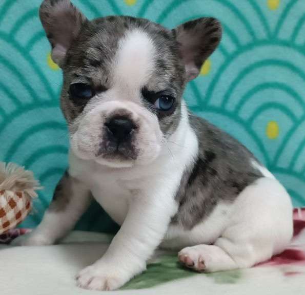 Французский бульдог. Dark merle. Blue eye