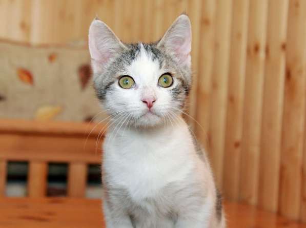 Фунтик в шапочке. Котенок в дар в Калуге фото 6