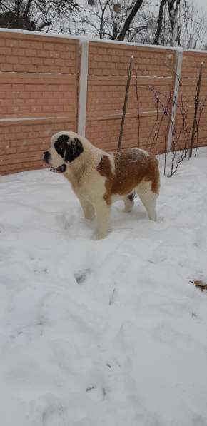 Щенки сенбернара в фото 7