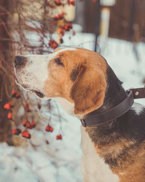Породистая собака ищет любящую ответственную семью в Москве