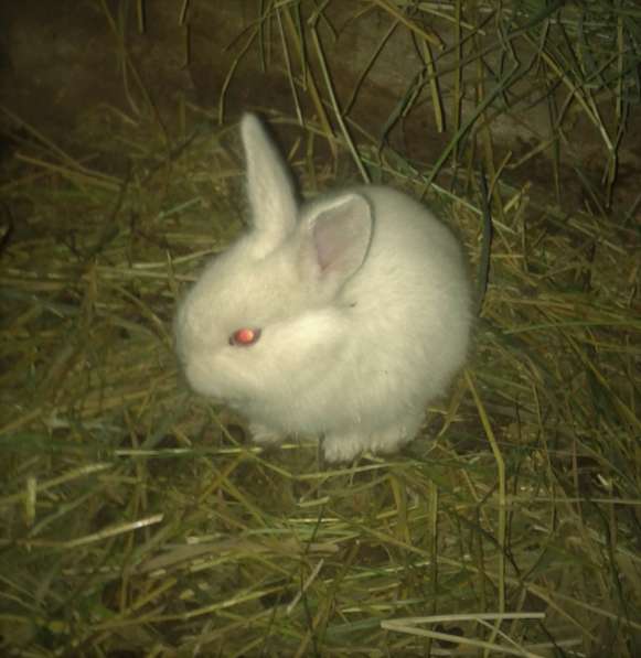 Кролики в фото 3