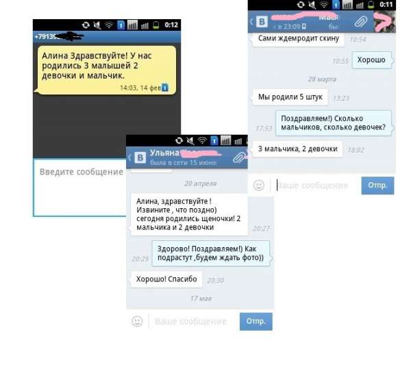 Йоркширский терьер. вязка в Новосибирске фото 6