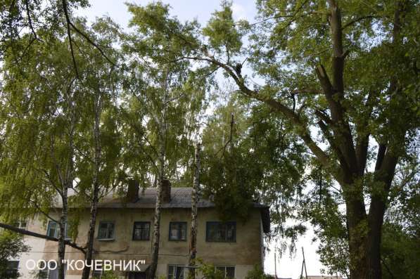 удаление опасных аварийных деревьев - кронирование - санитар в Москве фото 3