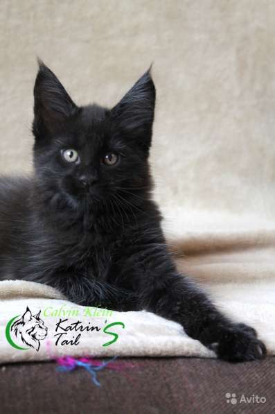 Мальчик Мейн-Кун Calvin Klein