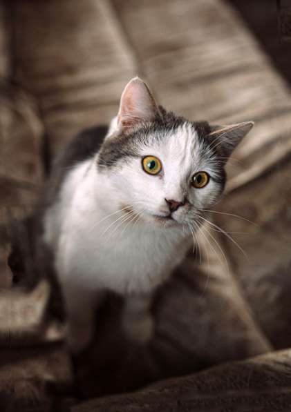 Котенок-подросток Маркиз, обаятельный позитивчик в дар в Москве фото 3