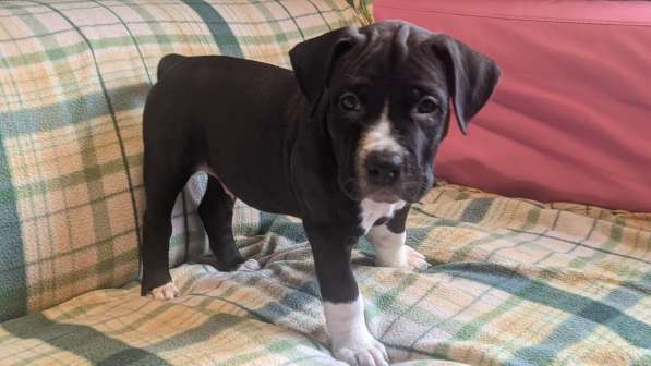 Американский стаффордширский терьер Мальчик Купирован в Москве фото 9