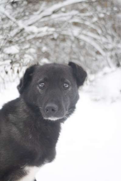 Небольшая собака из приюта в дар в Москве