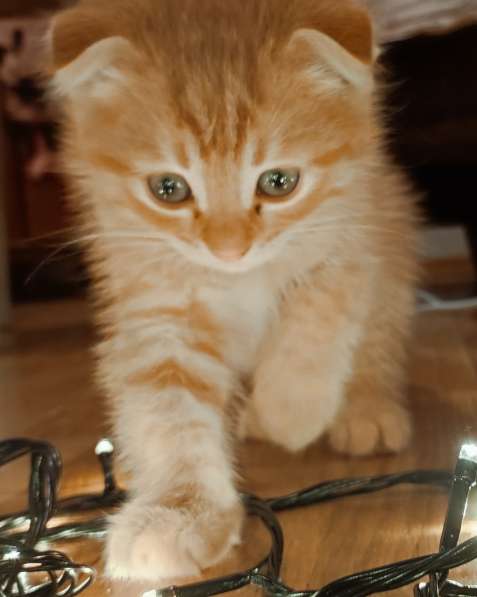 Pişik balası котенок британский britan в фото 8