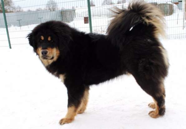 Тибетский мастиф - лучший страж на территории в Москве фото 91