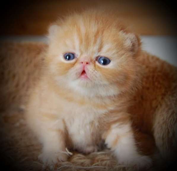 Экзотическая девочка в Вологде