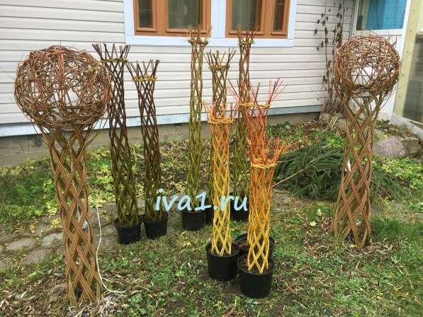 Плетеные деревья из ивы в Санкт-Петербурге фото 14