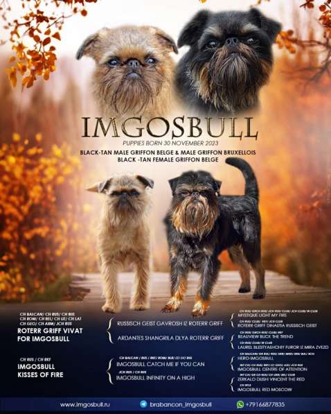 Щенок Брюссельский Гриффон в Москве фото 4