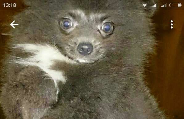 Померанский шпиц -две миниатюрные девочки в Солнечногорске фото 16