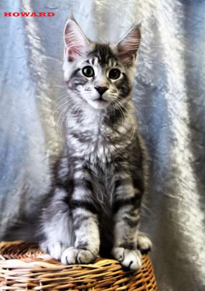 Продаются пушистые коты породы Мейн-кун