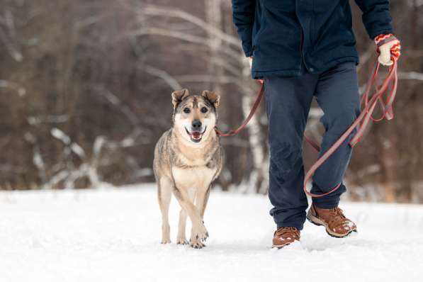 Милый оптимист Джек ищет дом в Москве фото 24