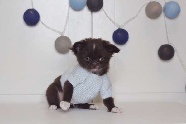 Чихуахуа щенки