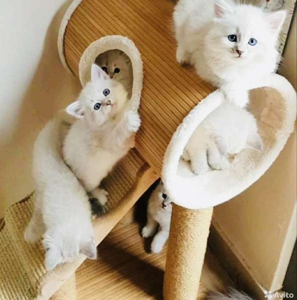 Невские котята Тэбби в Москве