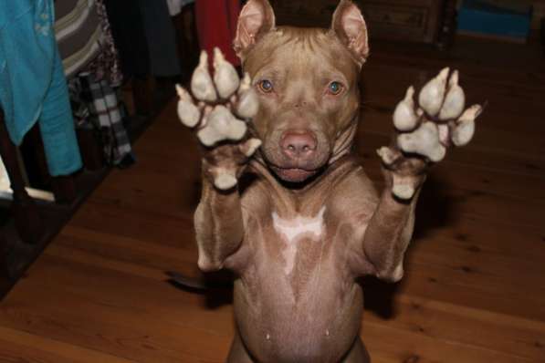 Щенки питбуля в Москве фото 33