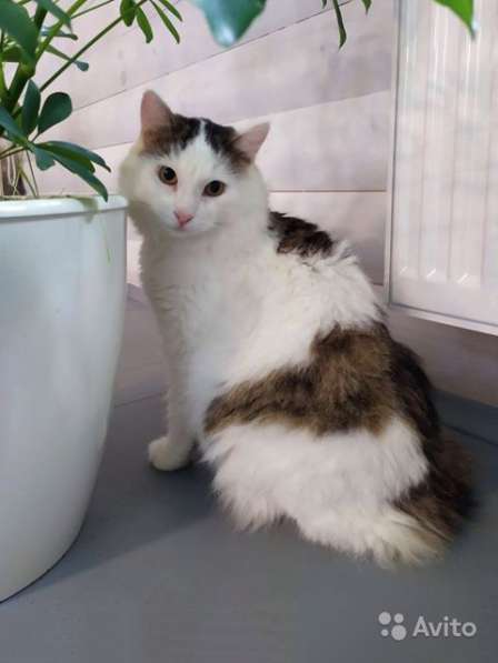 Добрейший молодой домашний котик Кирюша в дар в Москве фото 5