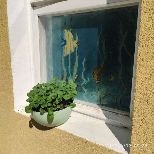 Дихондра в Чехове фото 4