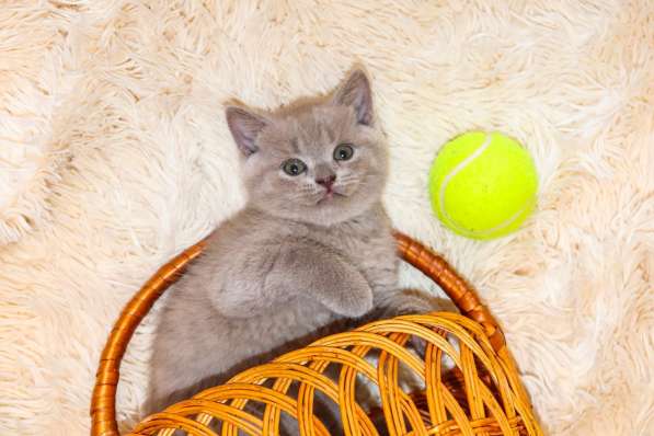 Шотландские котята в фото 13