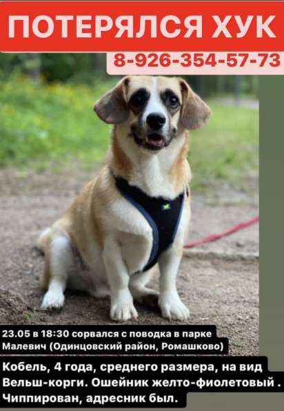 Пропала собака в Одинцово
