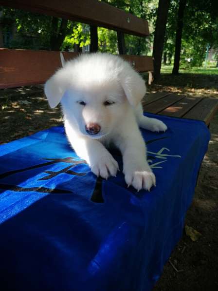 AKITA INU в фото 9