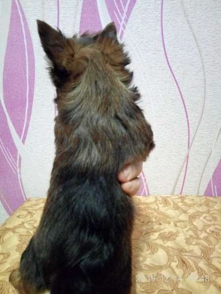 Мини мальчик йорк в Москве