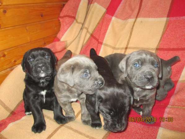 Малыши Корсики 3 мес в Москве фото 37