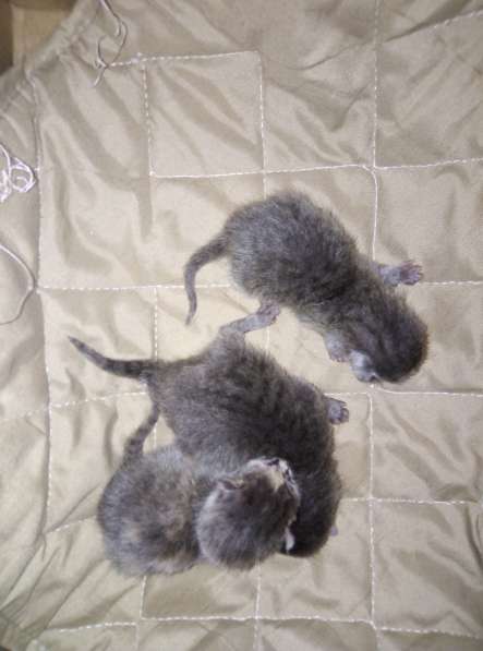 Котята Русской Голубой кошки в Уфе фото 8