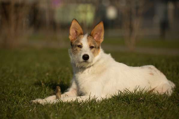 Белая пушистая компактная собачка в Санкт-Петербурге фото 31