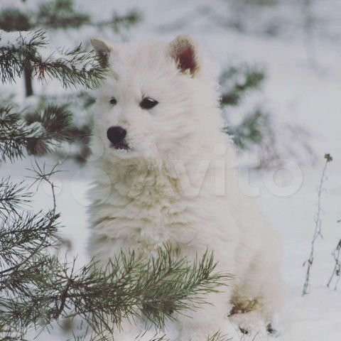 Щенки БШО в Москве фото 59