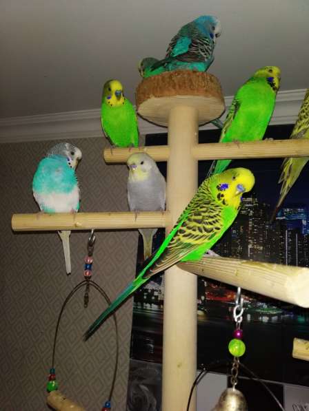 Волнистые попугаи, попугаи Чехи в Мытищи фото 4