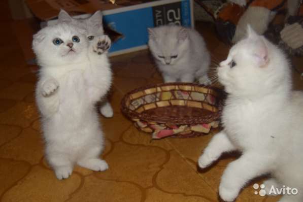 Котята -вислоухие и прямоухие в Костроме фото 5