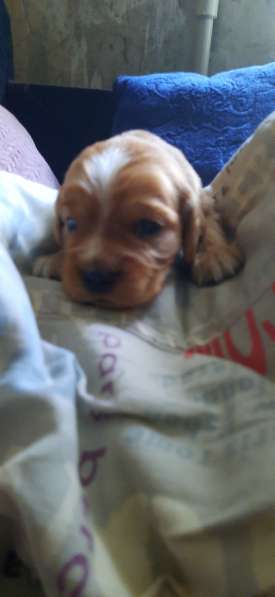 Щенки в фото 6