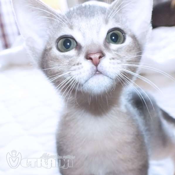 Абиссинские котята в фото 7