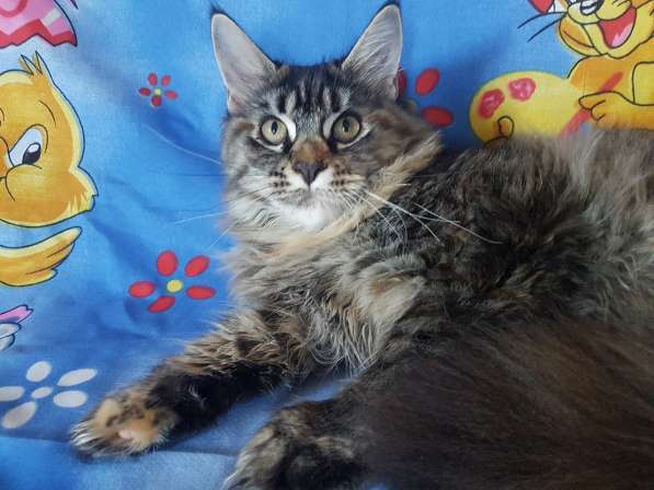 Девочки мейн-кун из питомника в Екатеринбурге фото 17