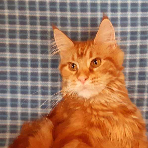 Красотка кремового солидного окраса из питомника Arktur в Тюмени фото 10