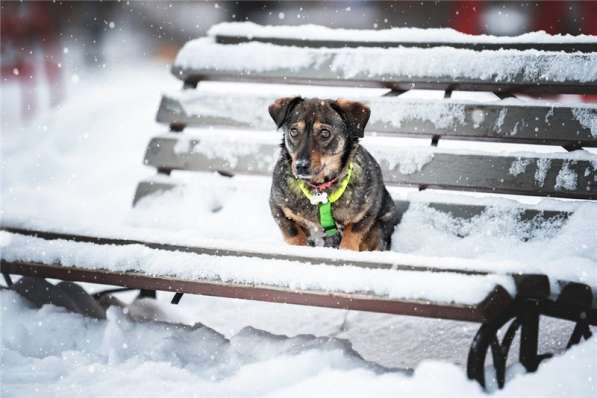 Маленькая собака Тося в добрые руки в Москве фото 4