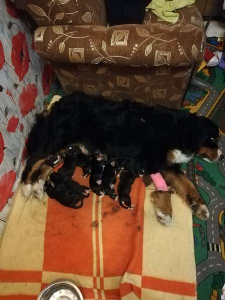 Bernese Mountain Dog в фото 14