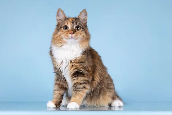 Для котёнка-подростка Фионы ищем самые добрые руки