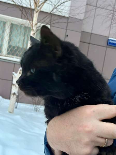 Черный курносый кот Блэйк в добрые руки в Москве фото 3