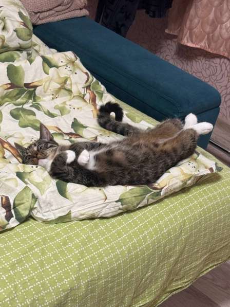 Кот - в добрые руки в Калининграде фото 5