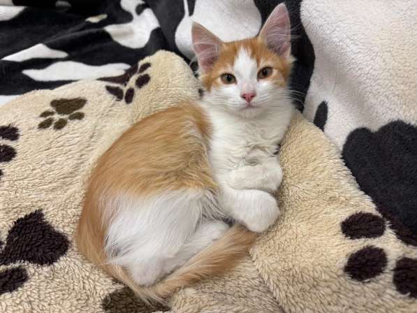 Котенок в добрые руки. Рыжий Лёвик