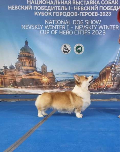 Щенки вельш корги пемброк в Санкт-Петербурге фото 14