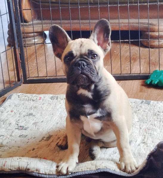 Щенки из питомника РКФ в Москве фото 13