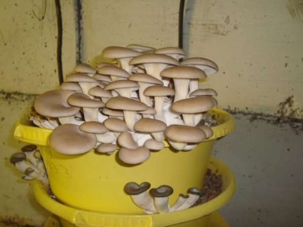 Грибные блоки вешенки в фото 4